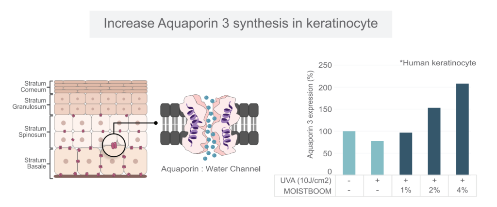 Efek moistboom pada sintesis aquaporin