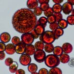 astaxanthin