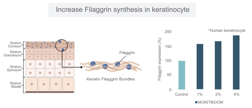 Efek moistboom pada sintesis filaggrin
