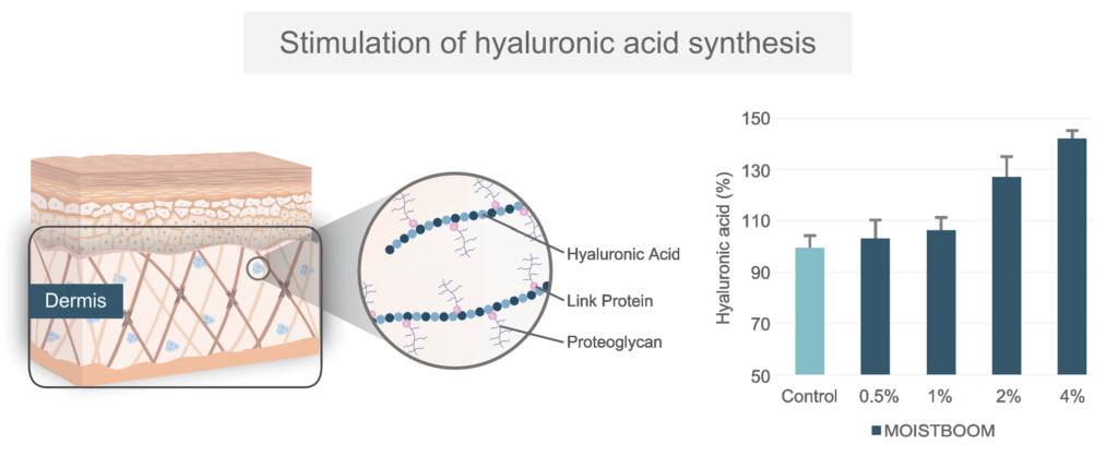 Moistboom Menstimulasi produksi asam hyaluronat di kulit