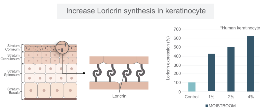 Efek moistboom pada sintesis loricrin