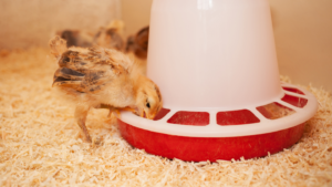 illustrasi-anak-ayam-sehat