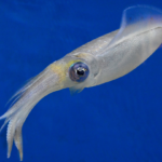 Squid illustration