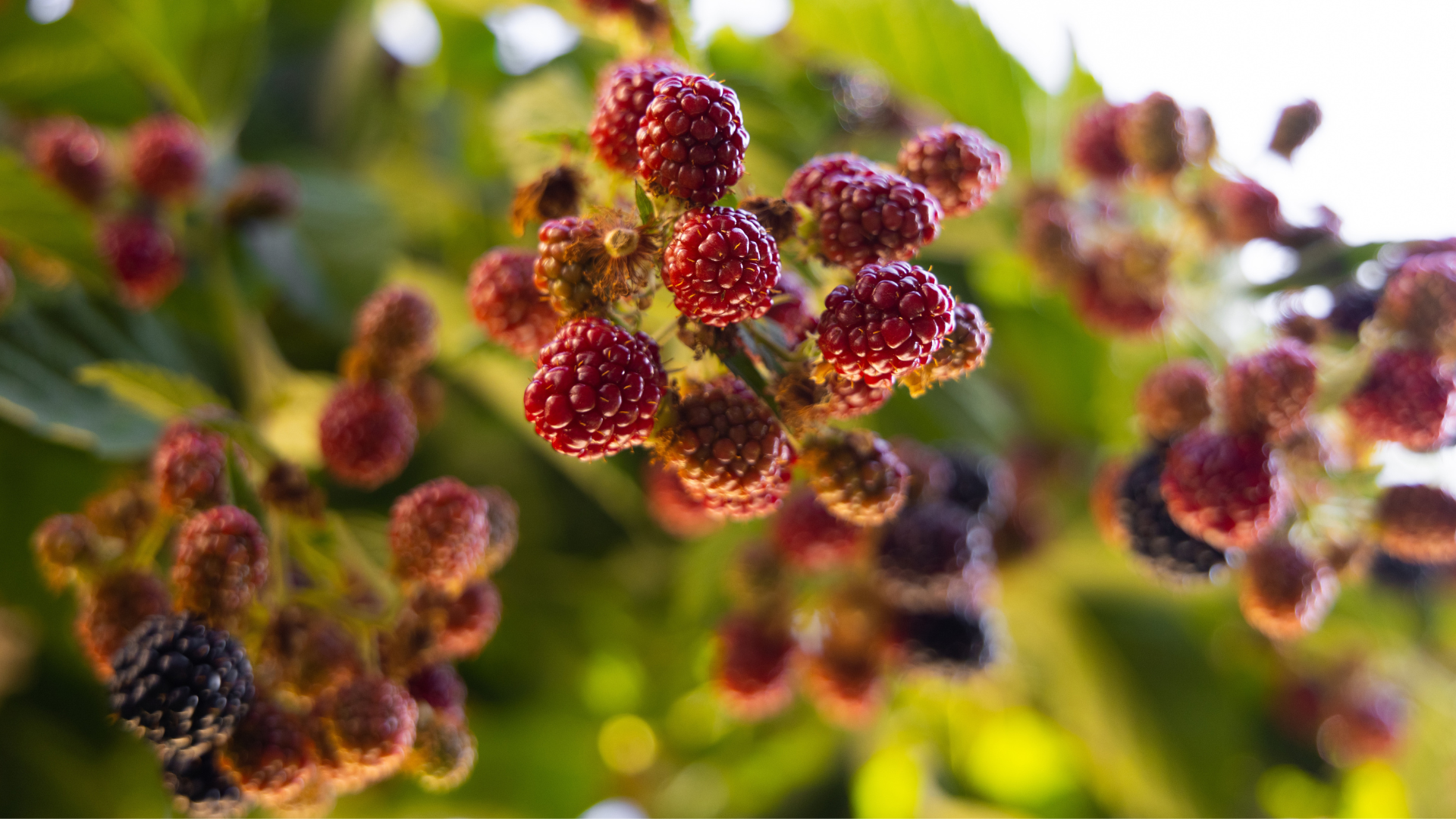 ekstrak mulberry